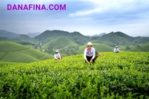 Usaha Perkebunan: Menggali Potensi dalam Industri Pertanian